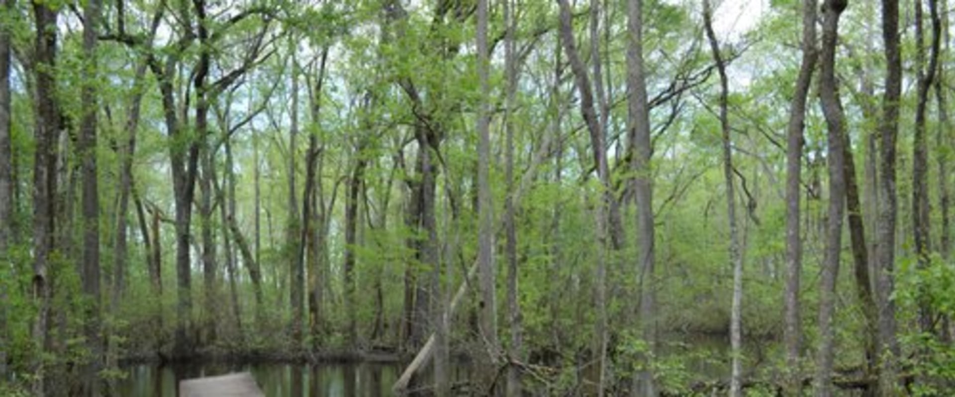 Exploring the Great Outdoors: A Guide to Hiking Trails and Nature Parks in Aiken, South Carolina