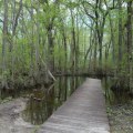 Exploring the Great Outdoors: A Guide to Hiking Trails and Nature Parks in Aiken, South Carolina