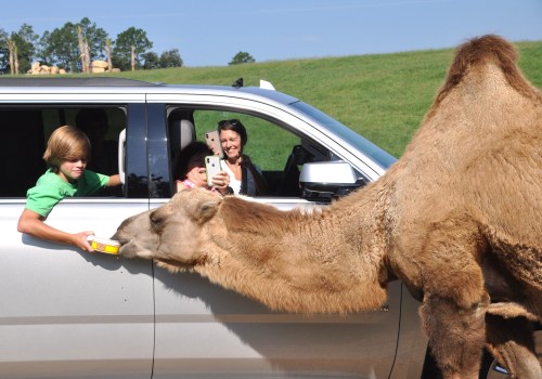 Aiken's Hidden Gem: Exploring the Wild Side at the Carolina Zoo and Animal Park