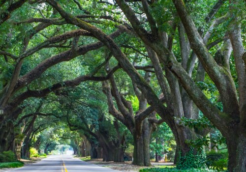 Discover the Best Things to Do in Aiken, SC