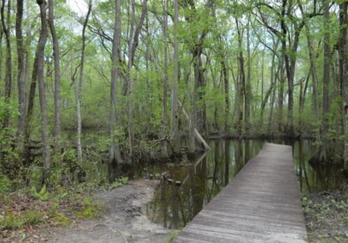 Exploring the Great Outdoors: A Guide to Hiking Trails and Nature Parks in Aiken, South Carolina